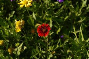 Bright Colorful Flowers In Outdoor Garden in Karachi Pakistan 2022 photo