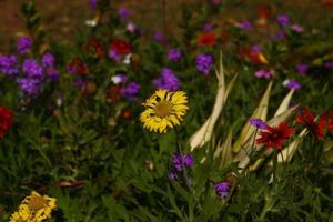 Bright Colorful Flowers In Outdoor Garden in Karachi Pakistan 2022 photo