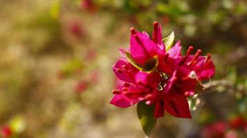 Bright Colored Flowering Plants in Outdoor Garden In Karachi Pakistan 2022 photo