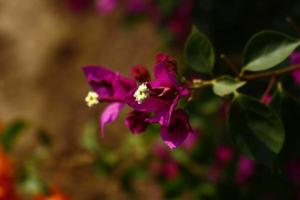 Bright Colored Flowering Plants in Outdoor Garden In Karachi Pakistan 2022 photo