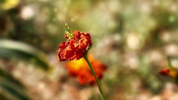 Bright Colored Flowering Plants in Outdoor Garden In Karachi Pakistan 2022 photo