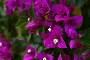 Flowering Plants in Outdoor Garden in Karachi Pakistan 2022 photo