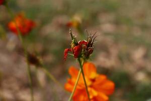 plantas con flores en jardín al aire libre en karachi pakistán 2022 foto