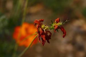 Flowering Plants in Outdoor Garden in Karachi Pakistan 2022 photo