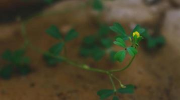 Flowering Plants in Outdoor Garden in Karachi Pakistan 2022 photo