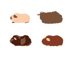 Guinea pig breedsr in color style. Pet rodents collection and icons. Isolated vector with different breeds, californian, abyssinian, texel, crested