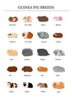 Guinea pig breeds poster in color. Pet rodents collection. Isolated vector with different breeds