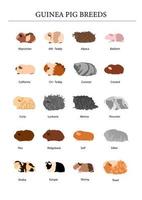 Guinea pig breeds poster in silhouette style. Pet rodents collection. Isolated vector with different breeds