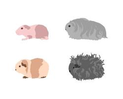 Guinea pig breedsr in color style. Pet rodents collection and icons. Isolated vector with different breeds, baldwin, silkie, Am-teddy, alpaca