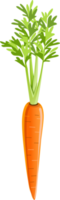 Carrot flat color png