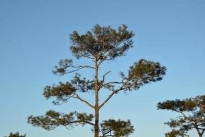 Phu Kradueng National Park, Loei province, Thailand. Big pine tree and blue sky. photo