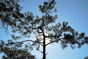 Sunlight through all big tree at Phu Kradueng, Thailand. photo