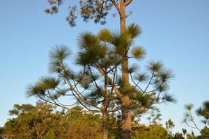 Close-up big pine tree and blue sky. photo