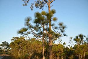 primer plano gran pino y cielo azul en el bosque. foto