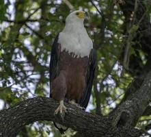 A perched African Fish Eagle in Botswana photo