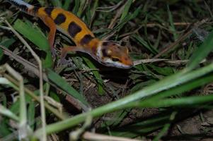 leopard gecko playing in the garden. orange leopard gecko. domesticated reptile. photo