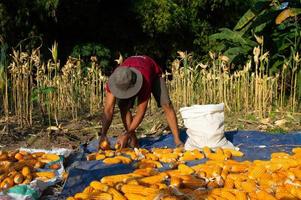 un agricultor trabajador. los agricultores secan el maíz cosechado al sol. agricultores tradicionales indonesios. foto