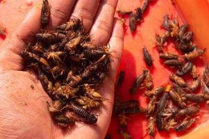 dried crickets that have been dried in the sun. a person's hand holding a dry cricket. photo