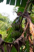 View of young bananas on a tree photo