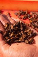 dried crickets that have been dried in the sun. a person's hand holding a dry cricket. photo