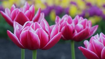 fondo de tulipanes. hermoso tulipán en el prado. capullo de flor de primavera a la luz del sol. primer plano de tulipán. foto