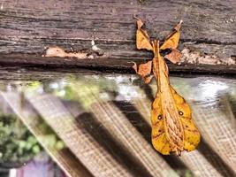 leaf insect camouflaging on glass photo