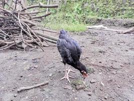 black hens look for food on the ground photo