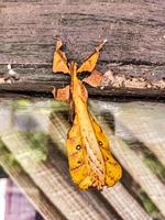 leaf insect camouflaging on glass photo