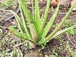 aloe vera herbal plant grows wild photo