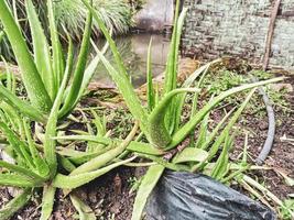 aloe vera herbal plant grows wild photo