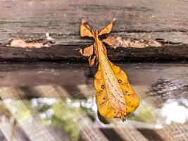 leaf insect camouflaging on glass photo