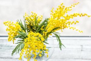 Beautiful yellow mimosa flower blossom in glass vase in spring time photo