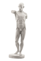 figura de estuco de anatomía png