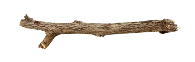 tree branch stick png