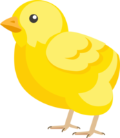 pollito color plano png