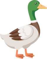 couleur plate de canard png