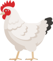 chicken flat color png