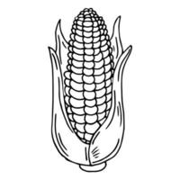 Corn cob isolated on white background. Organic healthy food. Vector hand-drawn illustration in doodle style. Perfect for cards, logo, decorations, recipes, various designs.