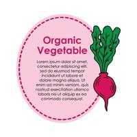 Radish illustration vegetable frame vector