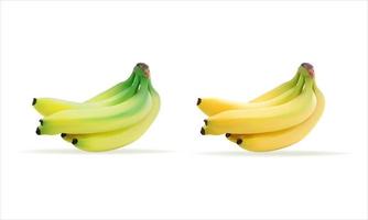 Realistic green and yellow banana in vector