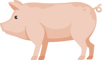 cochon plat couleur png