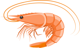 Shrimp flat color png