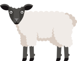 mouton plat couleur png