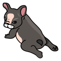 dibujos animados lindo bulldog francés aislado png