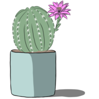 cactus pianta nel il pentola. png