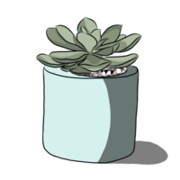 Cactus in the pot. png
