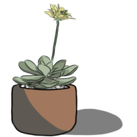 planta de cacto na panela. png