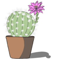 planta de cactus en la maceta. png