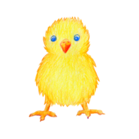 Bright yellow little chicken, front view, hand-drawn with colored pencil png