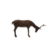 3d deer female isolated png